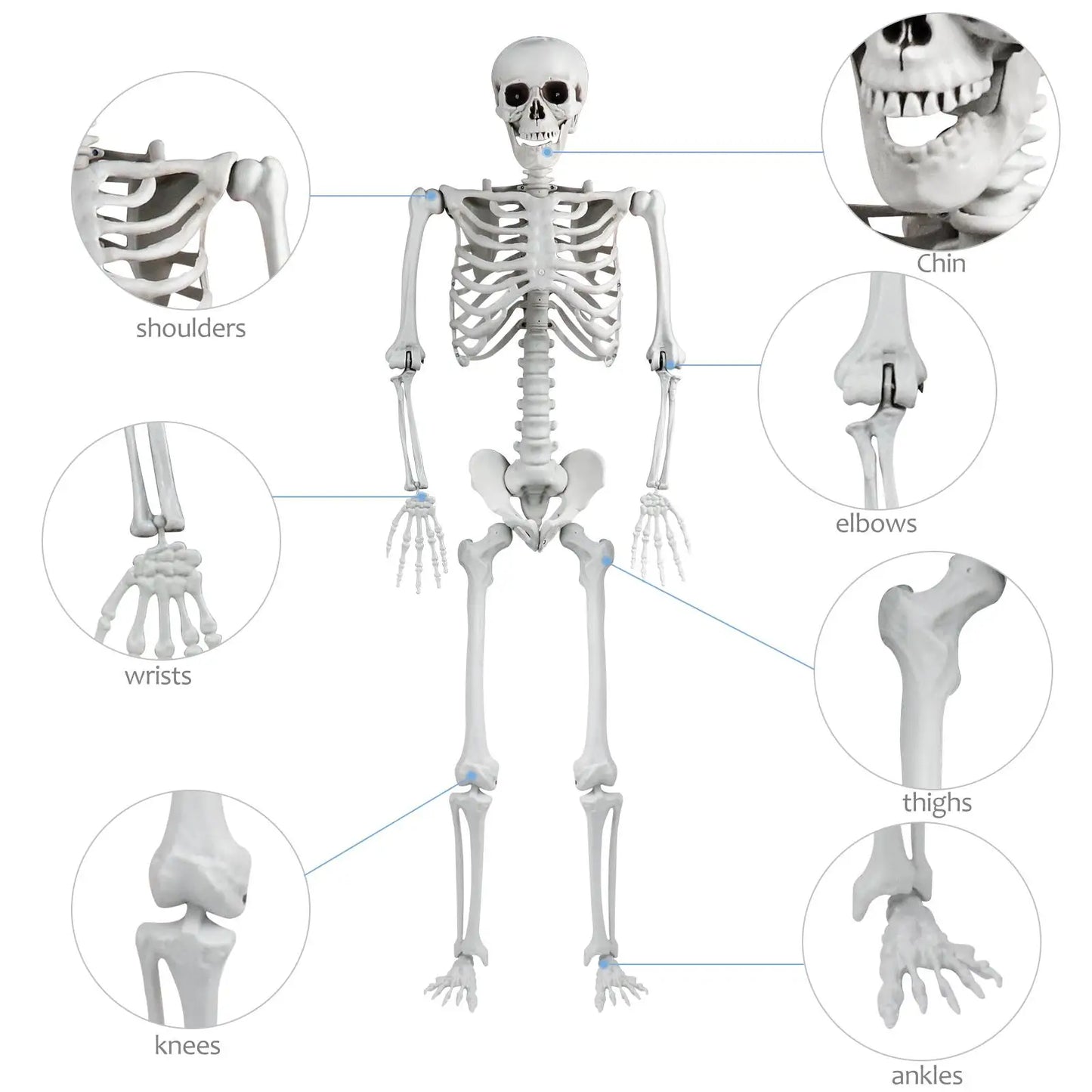 Halloween Skeleton Decoration 165cm Plastic Vivid Design Sound Effect Movable Joints Home Ornament Bone Decor for Photo