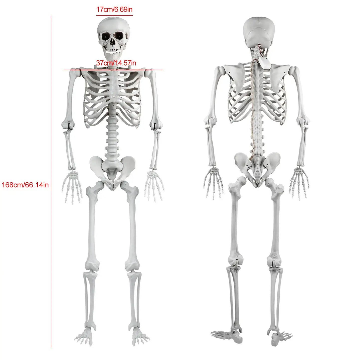 Halloween Skeleton Decoration 165cm Plastic Vivid Design Sound Effect Movable Joints Home Ornament Bone Decor for Photo