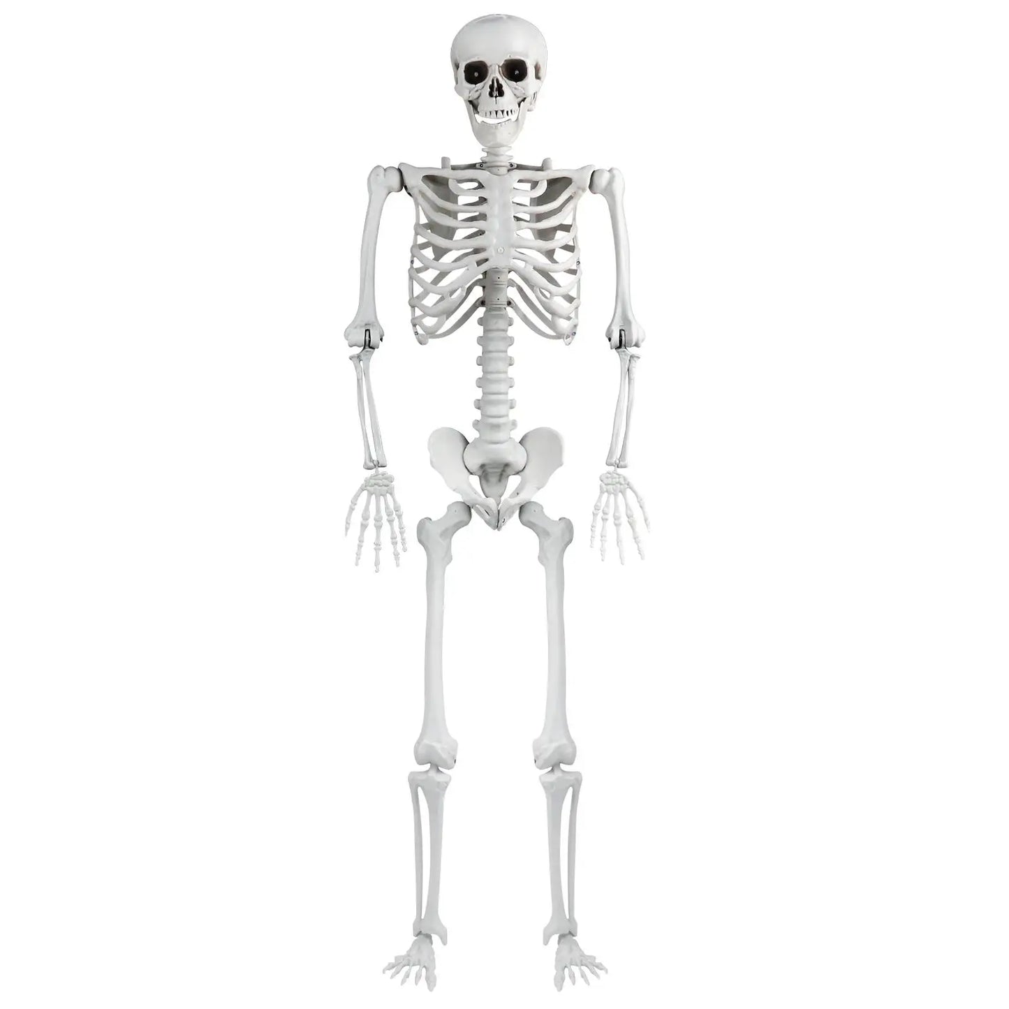 Halloween Skeleton Decoration 165cm Plastic Vivid Design Sound Effect Movable Joints Home Ornament Bone Decor for Photo